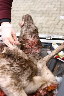 Probennahme bei einem Wildtierriss (© Landesjägerschaft Niedersachsen e.V.)